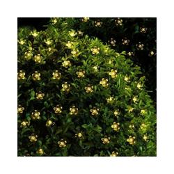 Solar Güneş Enerjili 50 Led Çiçekli Bahçe Aydınlatma 