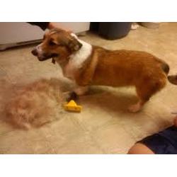 Kedi Köpek Tüy Alıcı Tarak 7cm