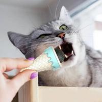Dondurma Şeklinde Kedi Nanesi Kedi Otu